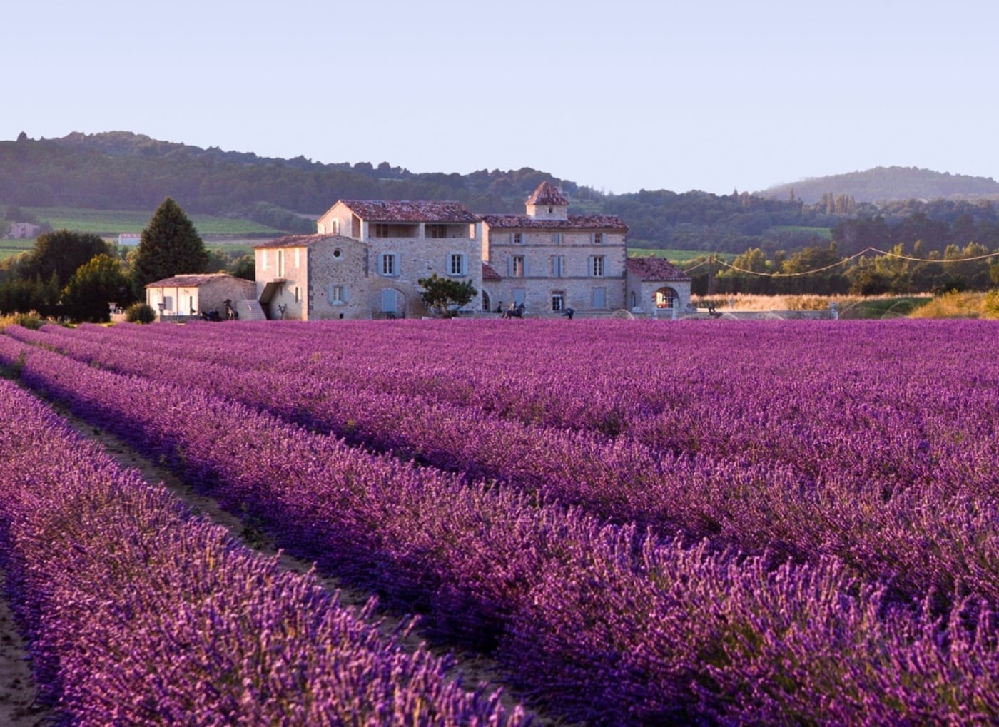 lavender fields in france